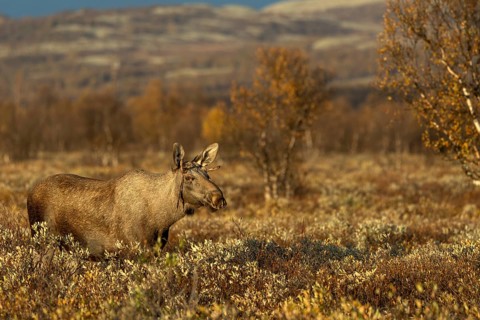 A young bull moose (Alces alces) watching a cow moose with her calf, presumably his mother, moose