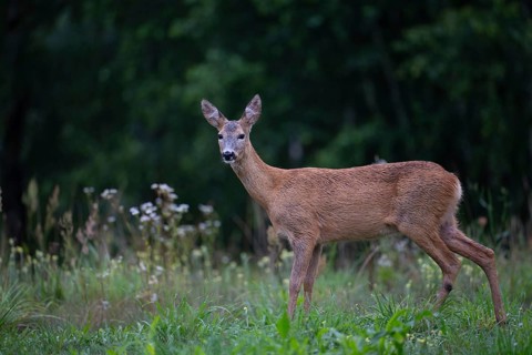 Roe deer (Capreolus capreolus) in a forest clearing, Tyrol, Austria