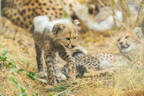 Cheetah (Acinonyx jubatus) youngster walking on a meadow, captive, occurrence Africa