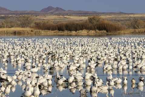 Snow Goose (Anser caerulescens), New Mexico, USA