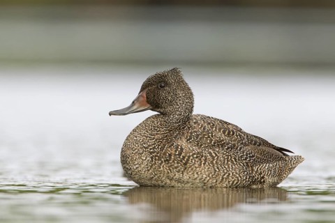 Freckled Duck (Stictonetta naevosa) male, Victoria, Australia