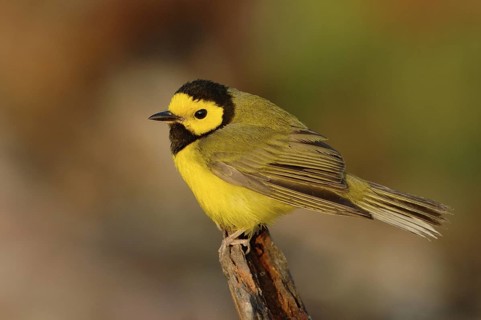 Hooded Warbler (Setophaga citrina) male, Texas, USA