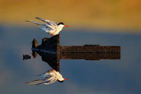 Common Tern (Sterna hirundo), Greece