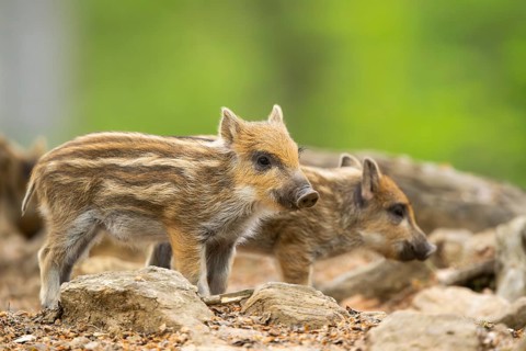 Wild boar (Sus scrofa) piglets standing in a forest, Bavaria, Germany
