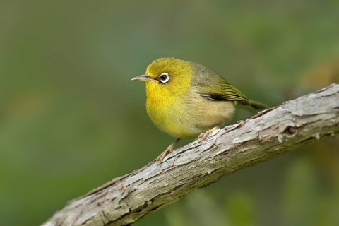 Slender-billed White-eye (Zosterops tenuirostris) perched on a branch, Norfolk Island, Australia