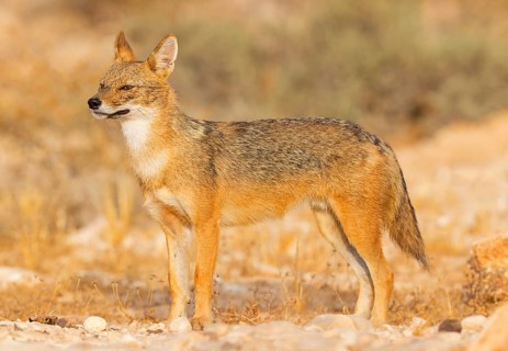 Golden jackal, (Canis aureus), animals, mammals, jackal, related to the wolf, Road to Ezuz, Ezuz,