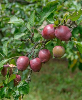Felt apple (Malus pumila 'Niedzwetzkyana'), Tübingen Botanical Garden, Germany