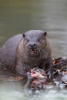 Eurasian otter (Lutra lutra) adult animal feeding on a fish on a river bank, England, United