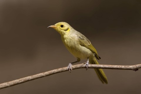 Yellow-tinted Honeyeater (Ptilotula flavescens), Western Australia, Australia