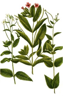 Botany, plants, various Lysimachia siliquosa glabra