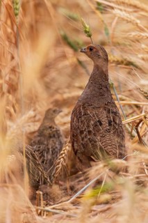 Grey partridge (Perdix perdix) female together with young bird at the edge of a cereal field while