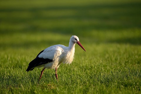 Weissstorch (Ciconia ciconia), White Stork, Altvogel bei der Nahrungssuche, Oktober, NSG Dingdener
