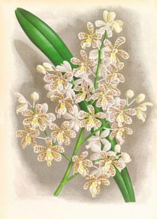Orchid, Cleisostoma Guiberti, authentic reproduction of an illustration by Jean Jules Linden (1817