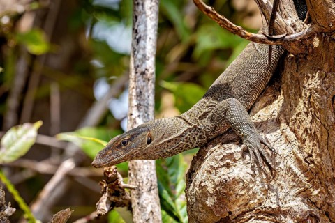 A lizard moves carefully on a tree trunk in a natural environment, Bengal monitor lizard near