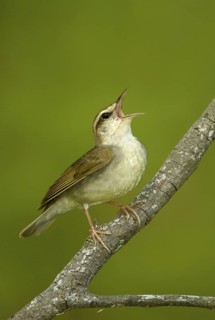 Swainson's Warbler (Limnothlypis swainsonii) singing, Texas, USA