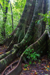 Root of a fig tree (Ficus), tropical rainforest, Osa Peninsula, Puentarenas, Costa Rica