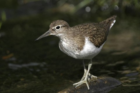Common Sandpiper (Actitis hypoleucos), Madrid, Spain