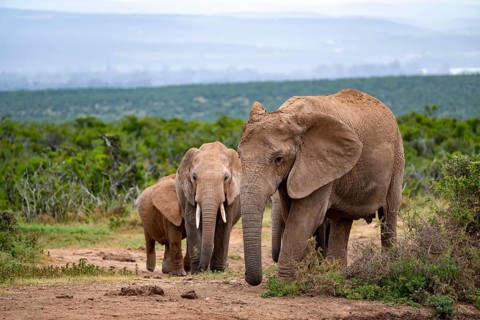 African elephant (Loxodonta africana), Addo Elephant National Park, Eastern Cape, South Africa