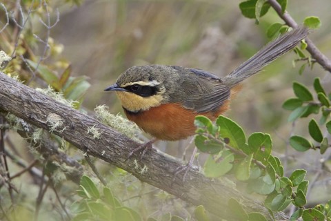 Olive-crowned Crescent-chest (Melanopareia maximiliani) perched on a branch in Bolivia, South