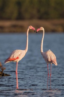 Greater Flamingo (Phoenicopterus roseus), Sardinia, Italy