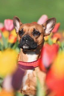Cute brown mixed breed dog with woven paracord collar sitting in a colorful spring flower tulip