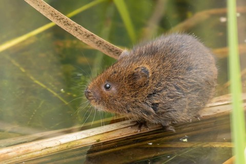 Water vole (Arvicola amphibius) adult rodent animal amongst reeds in a pond in summer, RSPB