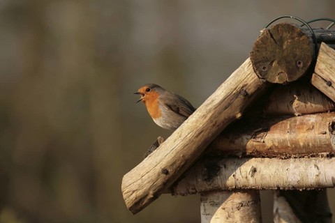 European Robin (Erithacus rubecula) singing, Lower Saxony, Germany
