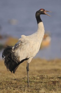 Black-necked Crane (Grus nigricollis) calling, Dashanbo, China