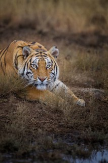 Bengal Tiger (Panthera tigris) adult, portrait at waterhole, captive, Philippolis, South Africa