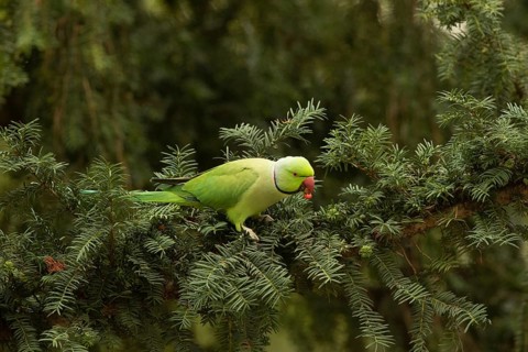 Rose-ringed Parakeet (Psittacula krameri) male feeding on European yew (Taxus baccata) seeds,