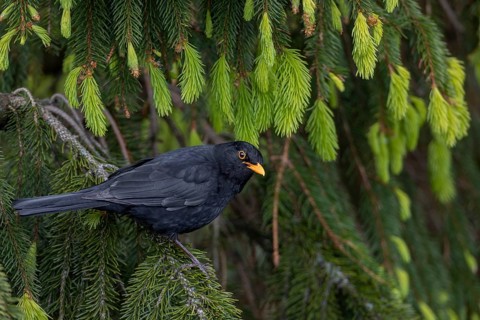 This blackbird (Turdus merula) regularly visits a small group of spruce trees, where it does not