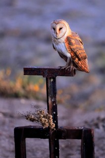 Western Barn Owl (Tyto alba), Andalusia, Spain