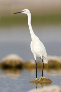 Little Egret (Egretta garzetta), Croatia
