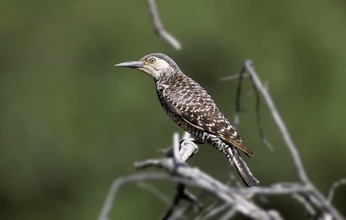 Chilean Flicker Colaptes pitius Santiago, CHILE December Adult Picidae
