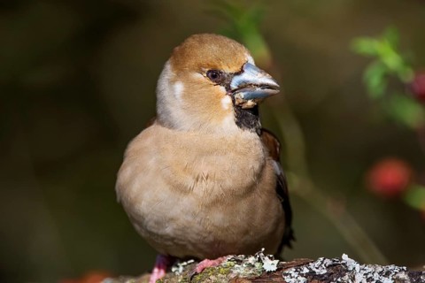 A sick female hawfinch (Coccothraustes coccothraustes) sitting on a branch. The texture and details
