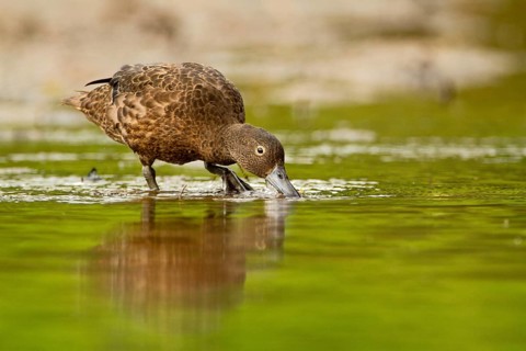 Brown Teal (Anas chlorotis) female, North Island, New Zealand