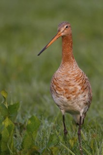 Black-tailed Godwit (Limosa limosa), Netherlands