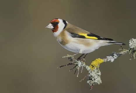 European Goldfinch (Carduelis carduelis), Saxony, Germany