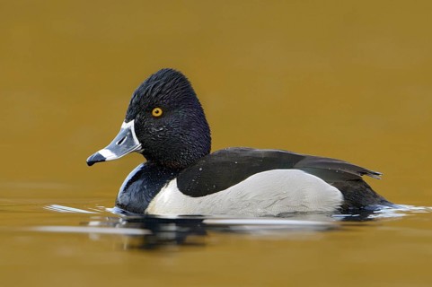 Ring-necked Duck (Aythya collaris) male, British Columbia, Canada