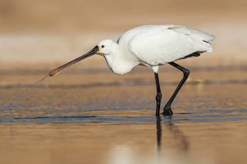 Eurasian Spoonbill (Platalea leucorodia) foraging, Eilat, Israel