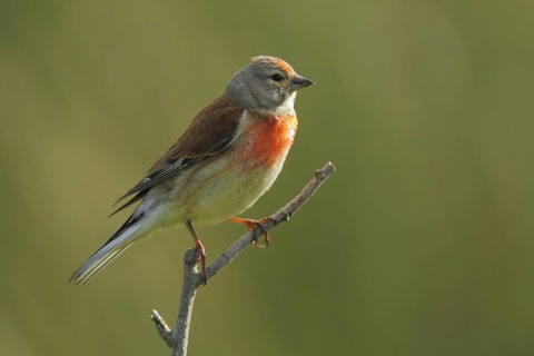 Common Linnet (Linaria cannabina) male, Schleswig-Holstein, Germany