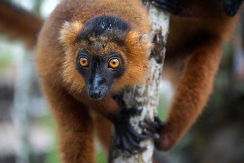 Lemur, Madagascar, Red Vari, Varecia Ruba, National Park, Madagascar
