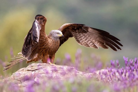 Red Kite (Milvus milvus), Madrid, Spain