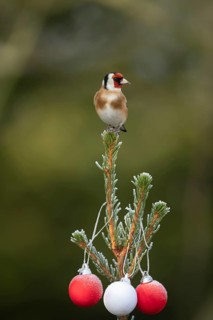 European goldfinch (Carduelis carduelis) adult bird on a Christmas tree in winter, Suffolk,