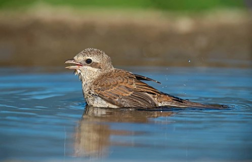 Red-backed Shrike (Lanius collurio) juvenile bathing, Aosta Valley, Italy