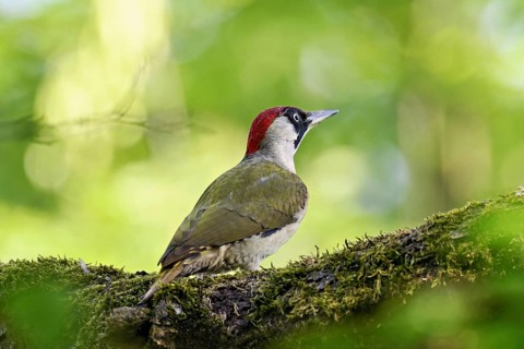 Green woodpecker, (Picus viridis), female sitting on a branch, Canton Zug, Switzerland