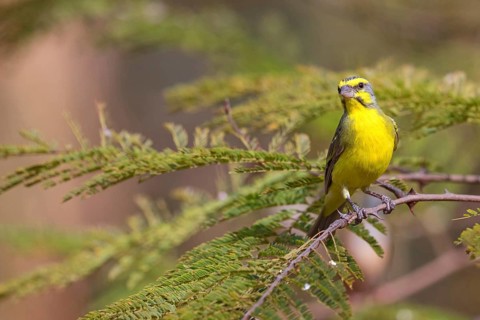 Mozambique Canary, Crithagra mozambica, Serinus mozambicus, Yellow-fronted Canary, Serin du