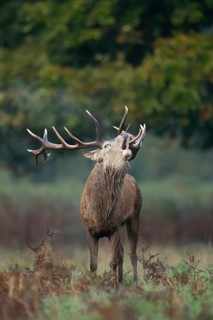 Red deer (Cervus elaphus) adult male stag animal roaring in the rutting season in autumn, England,