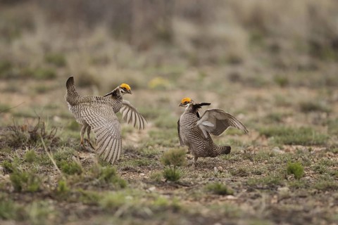 Lesser Prairie Chicken (Tympanuchus pallidicinctus) male, New Mexico, USA