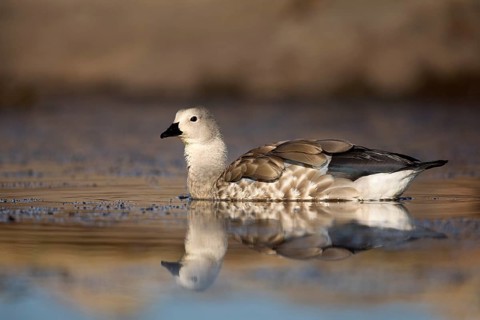 Blue-winged Goose (Cyanochen cyanoptera), Bale Mountains National Park, Ethiopia